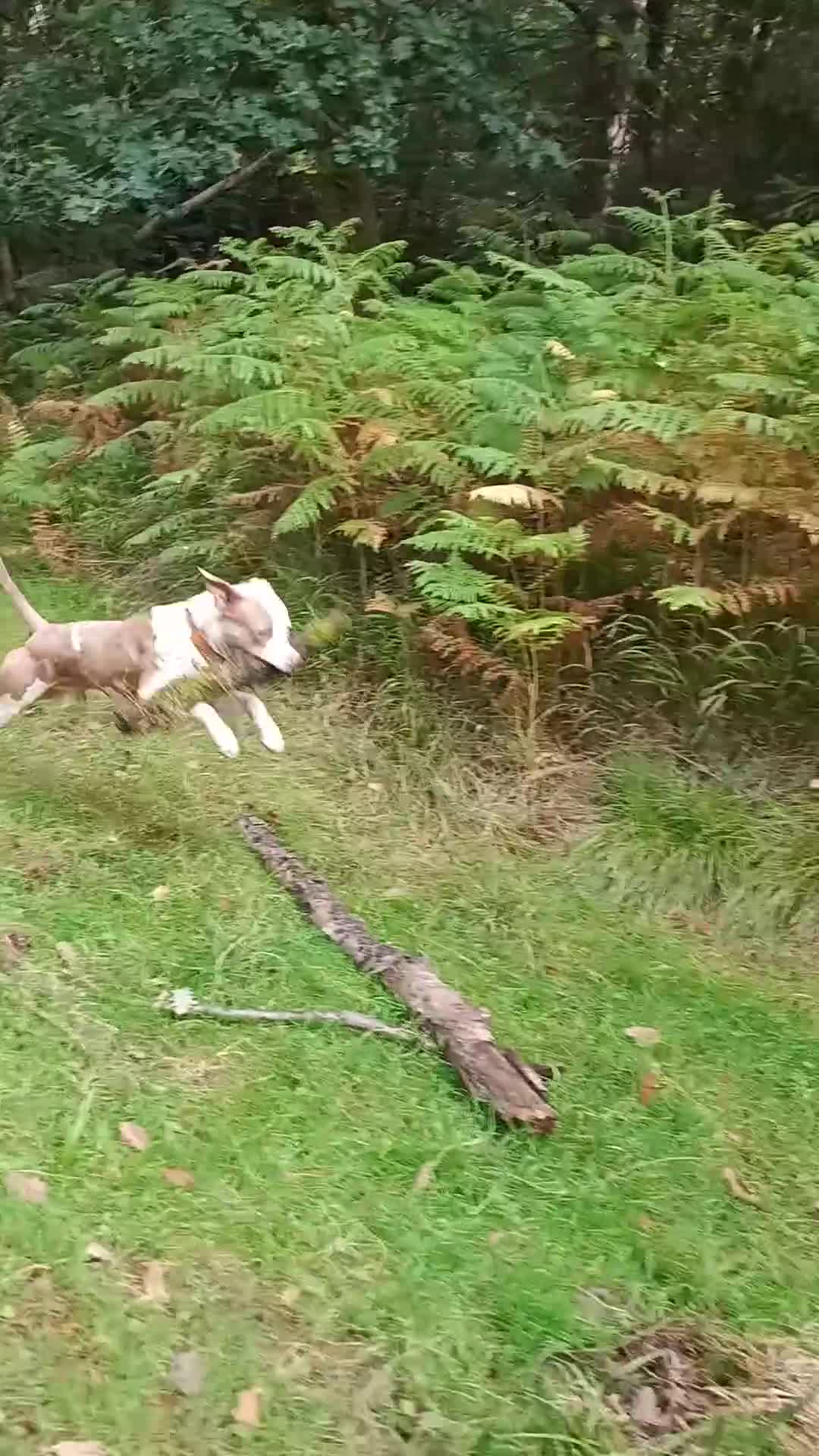 American Bulldog dogs for sale: Two years old American Bulldog  - Video 3