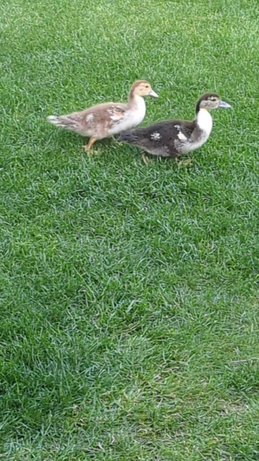 Ducks poultry for sale: X2 beautiful Muscovites ducklings  5 weeks old  - Video 1