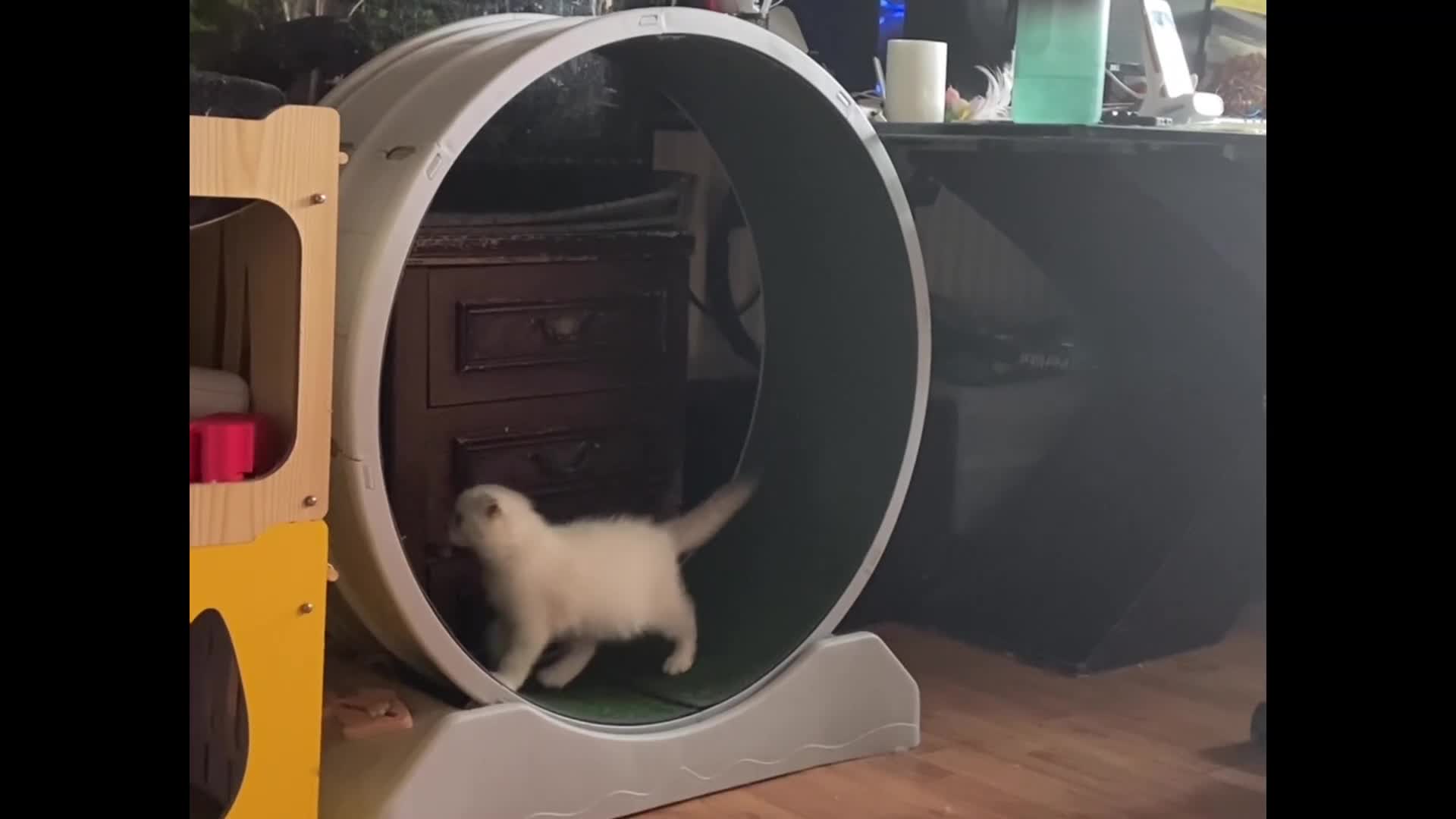 Scottish Fold cats for sale: Full Pedigree Kitten available - Video 1