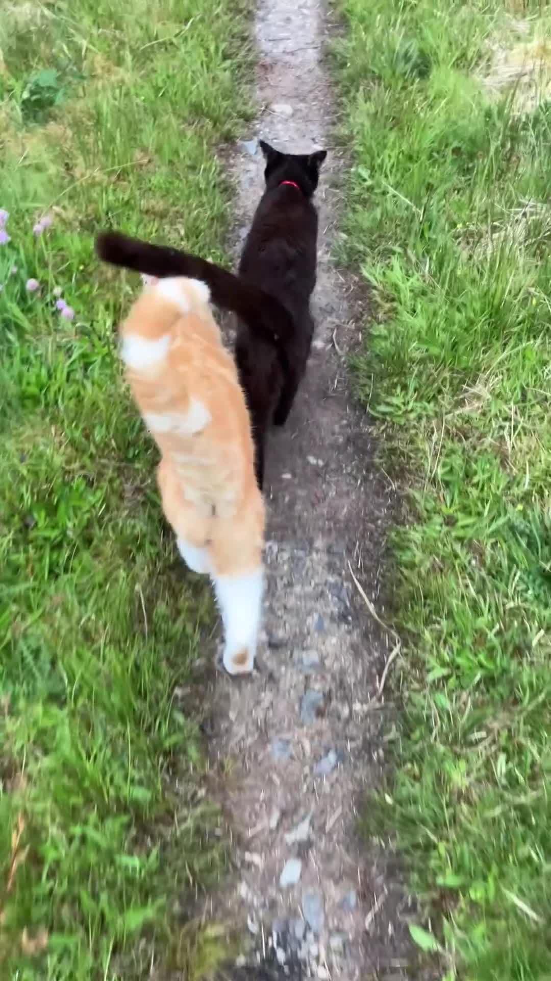 Mixed Breed cats for sale: Maine Coon Cross - Video 1