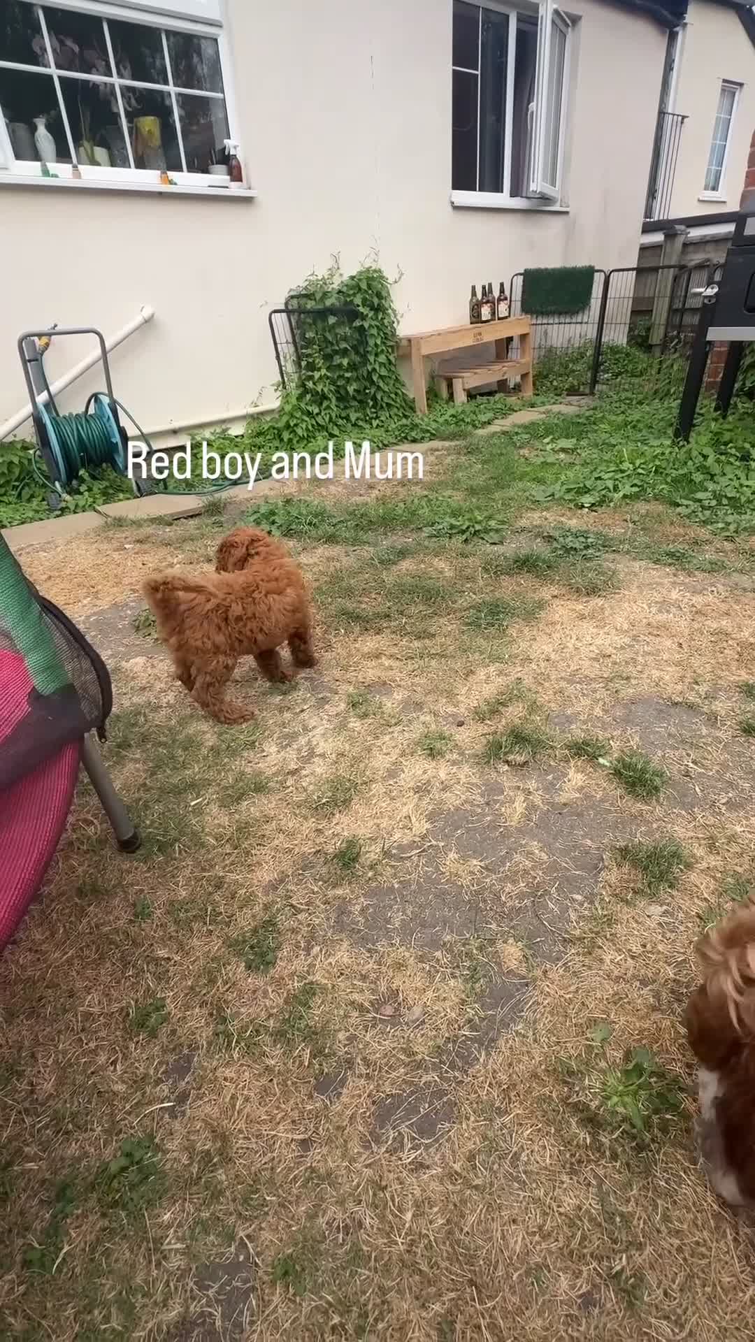 Cockapoo dogs for sale:  All puppies now rehomed 🐾🐾🐾 - Video 2