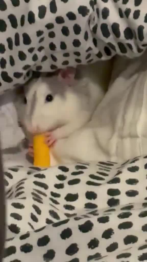 Rat rodents for sale: Two male rats for sale in Honiton - Video 1