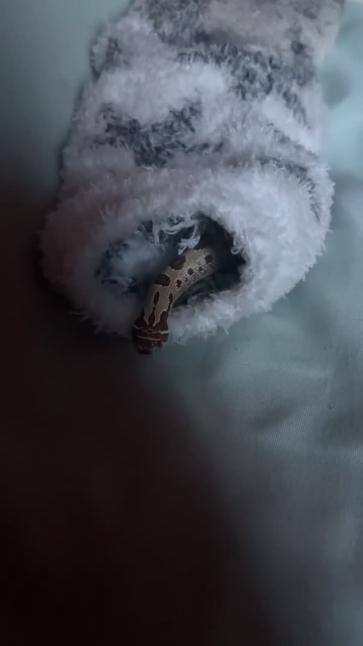 Snake reptiles for sale: Hognose snake for sale - Video 1