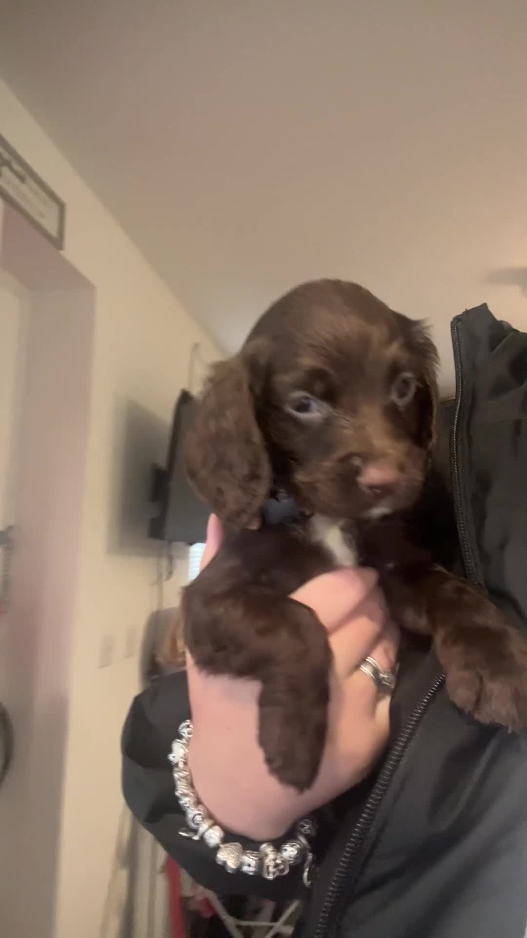 Cocker Spaniel dogs for sale: Cocker Spaniel Puppies🐕🐕 READY 30TH NOVEMBER 💙 - Video 1