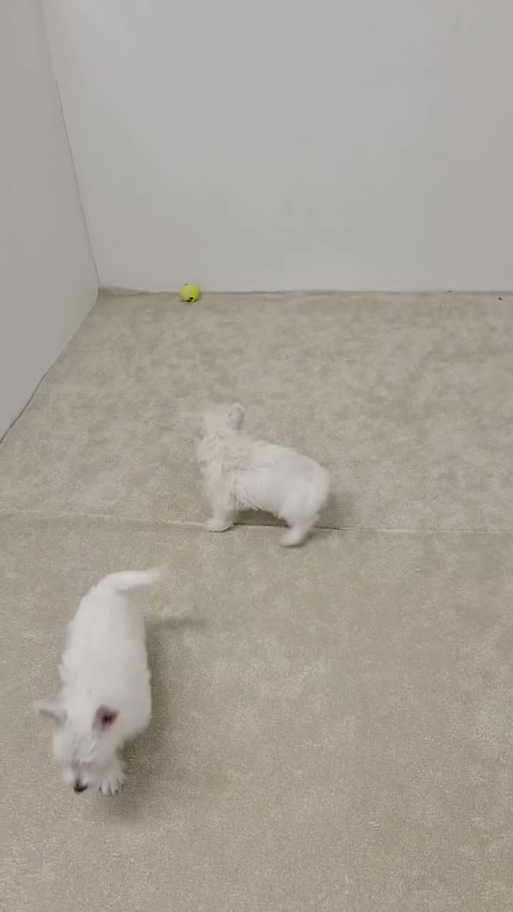 West Highland Terrier dogs for sale: KC reg Westie Pups - Video 1
