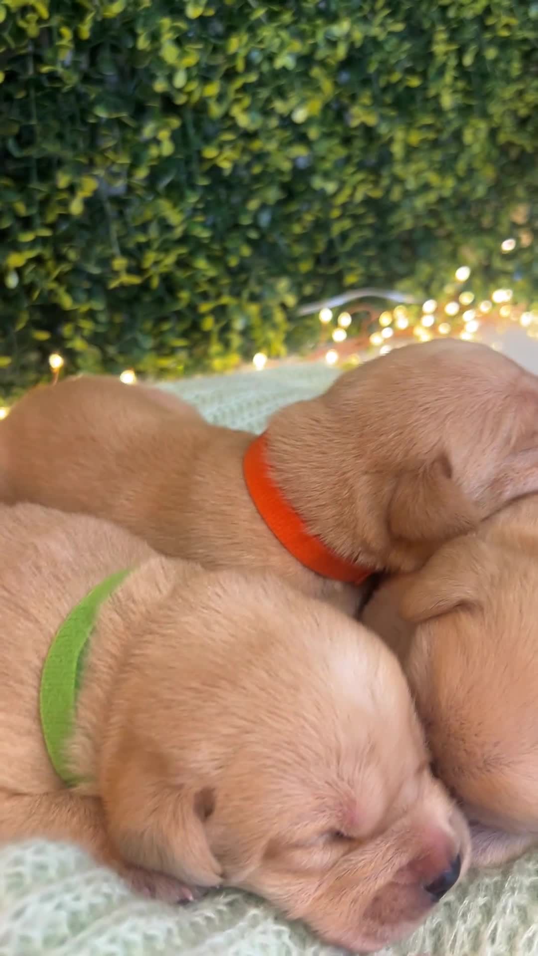 Labrador Retriever dogs for sale: Health-Tested Labrador Pups | 5-Star Breeder - Video 1
