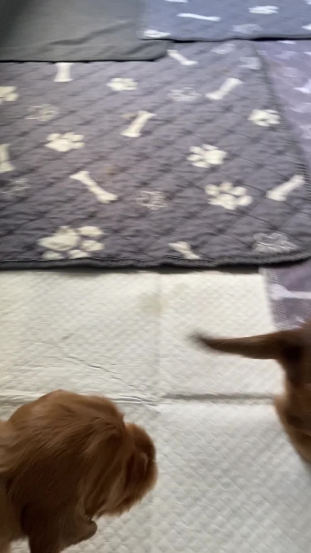 Cocker Spaniel dogs for sale: KC Sable show type Cocker spaniel puppies - Video 2