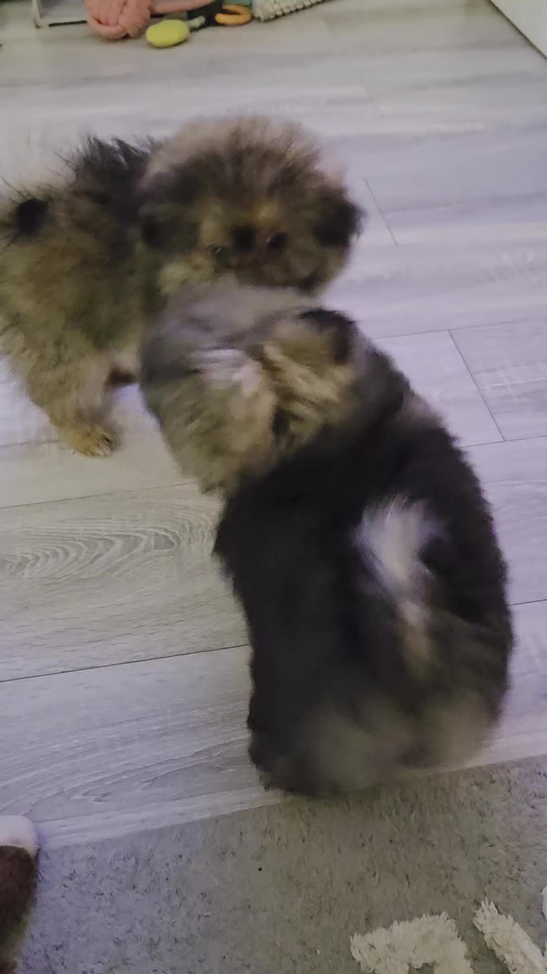 Mixed Breed dogs for sale: Shitzu x pomeranian Shiranian READY TO GO NOW  - Video 1