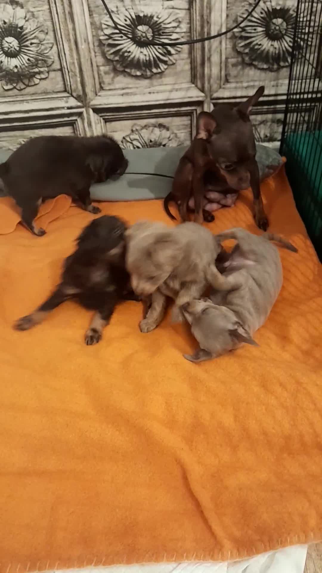 Russian Toy Terrier dogs for sale: Pure blood Russian Toy smooth and long haired - Video 1