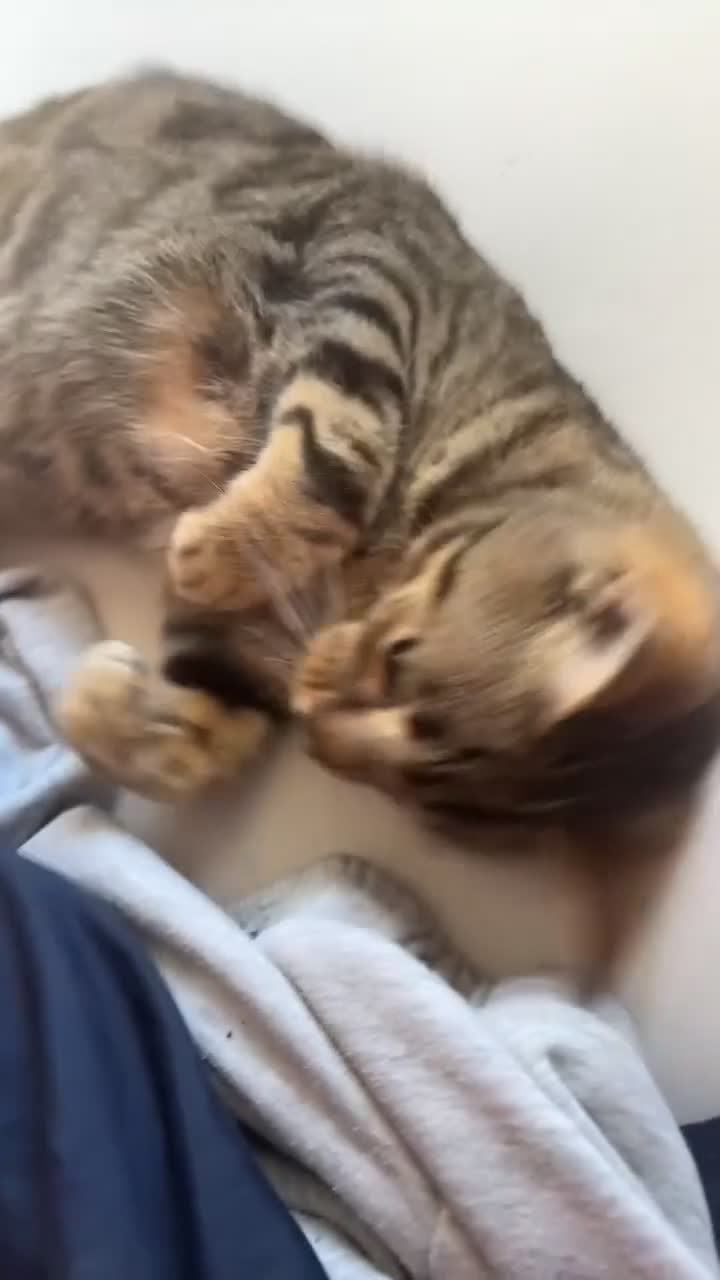 Domestic Shorthair cats for sale: Neeko  in Manchester - Video 1