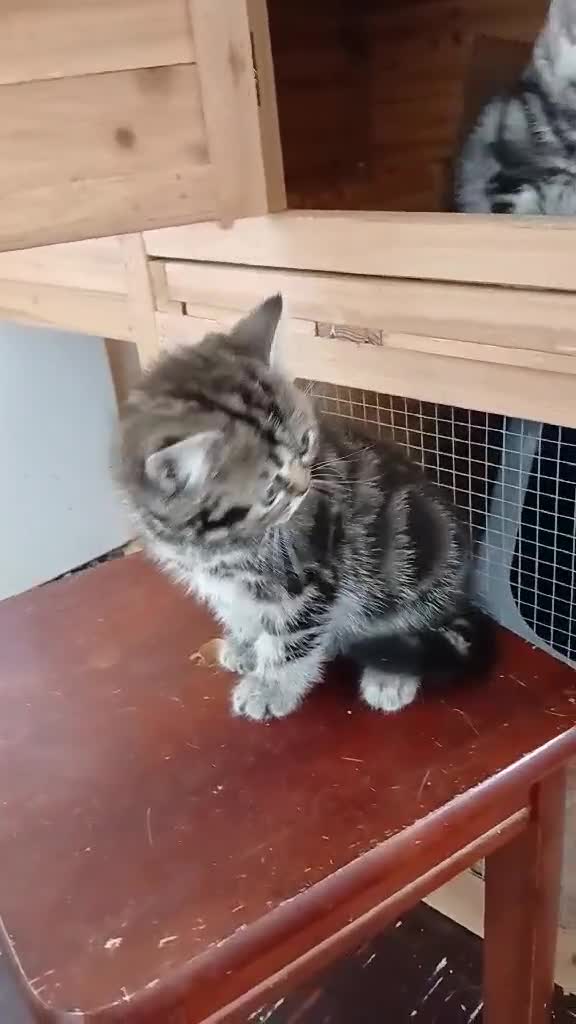 British Shorthair cats for sale: BSH. Silver/Brown Classic Tabby. - Video 1