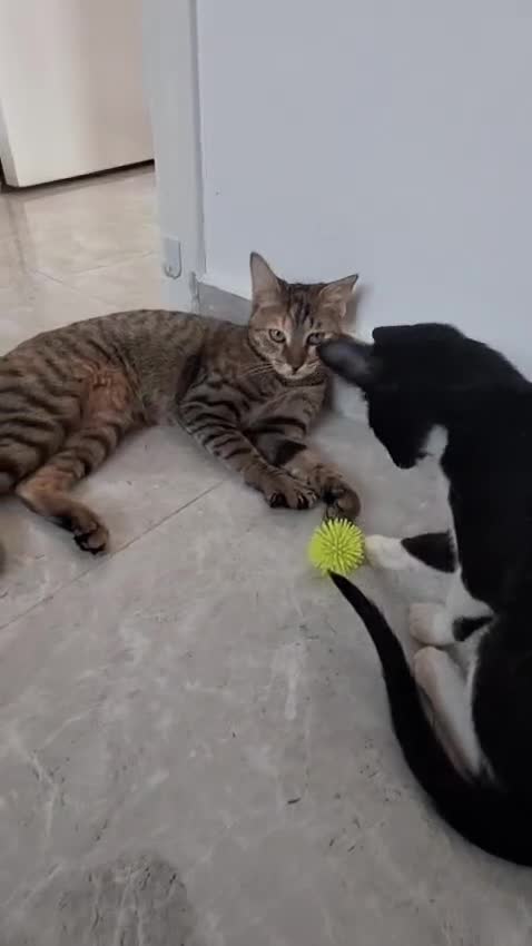 Arabian Mau cats for sale: Very special duo! - Video 4