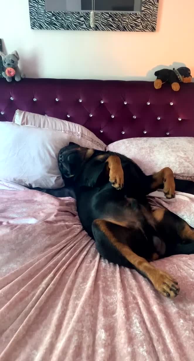 Rottweiler dogs for stud: Ralph the Rottweiler🔥 - Video 2