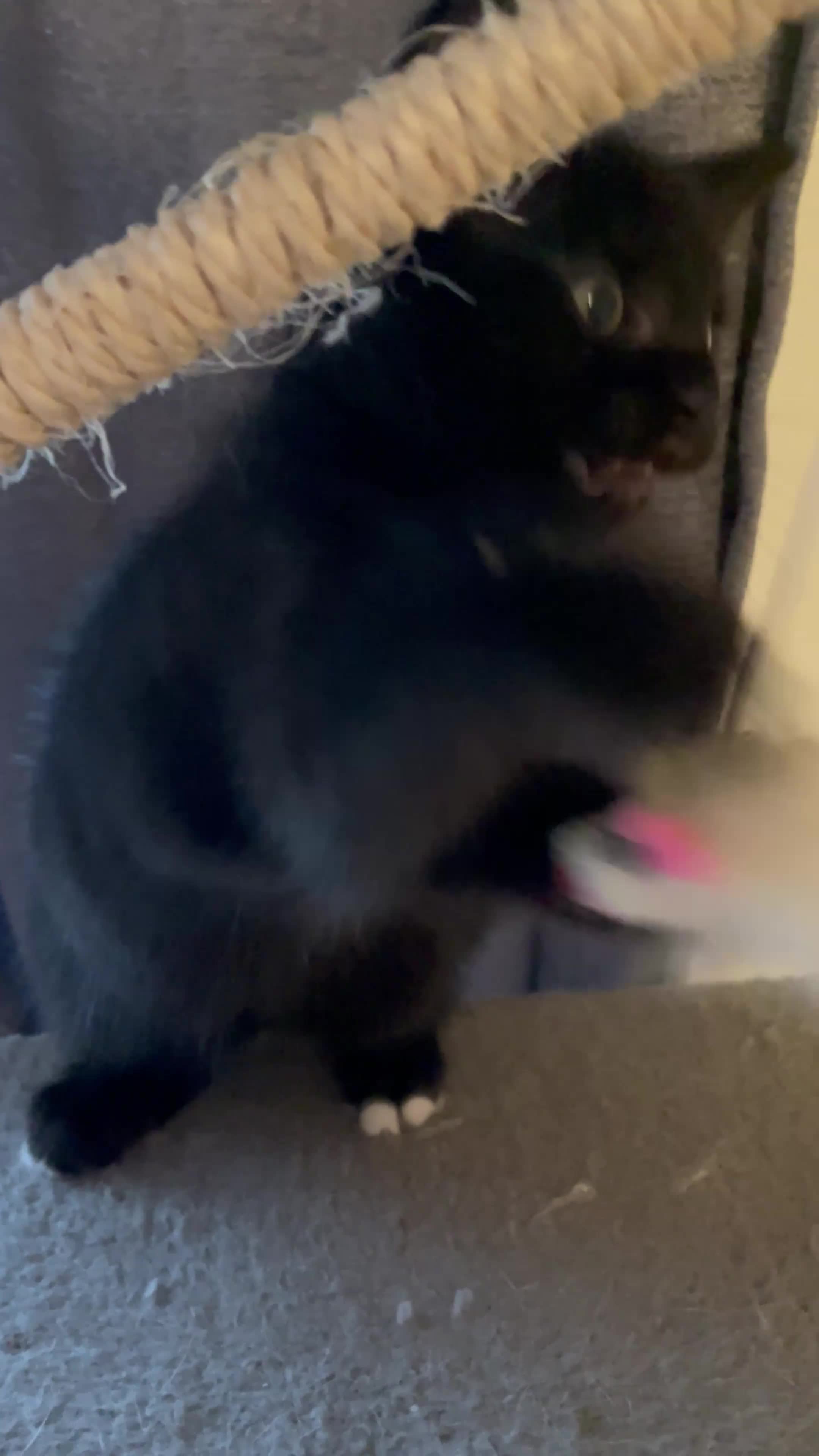 Mixed Breed cats for sale: Mixed Breed Kittens – 1 Male & 4 Female Available - Video 1