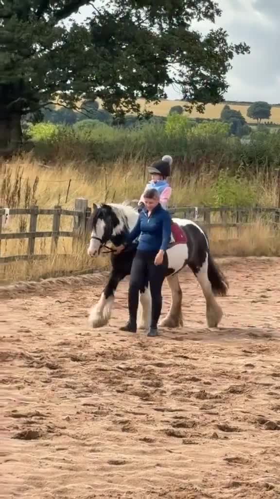 Irish Cob horses for sale: Tommy - 6 year old 13.1 Cob - Video 1