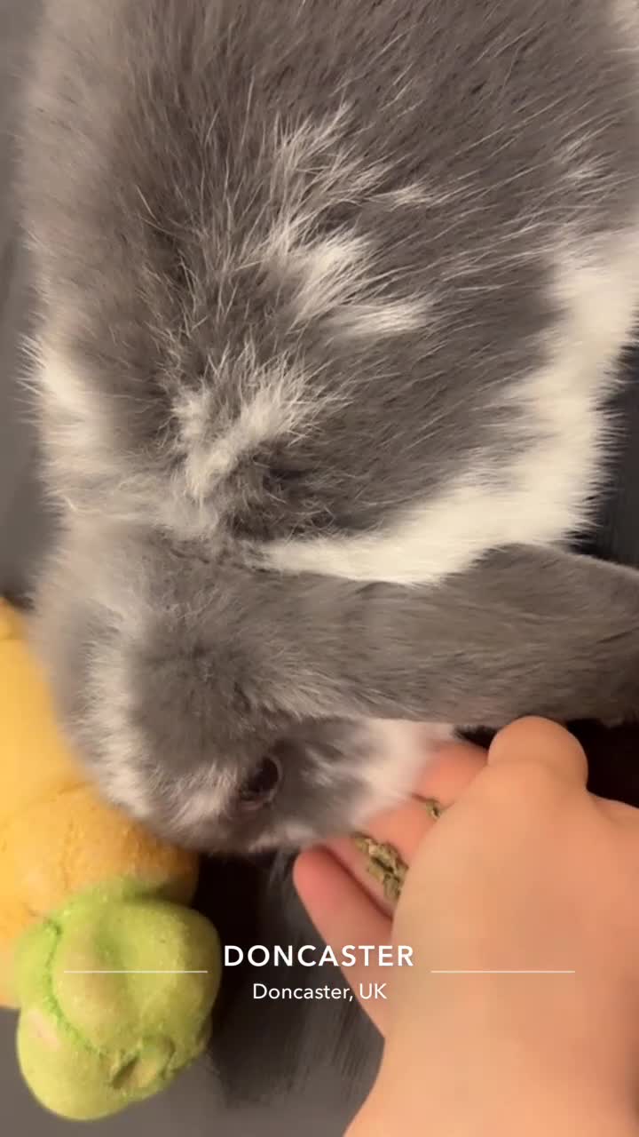 Mini Lop rabbits for sale: Beautiful, friendly mini lops - Video 3