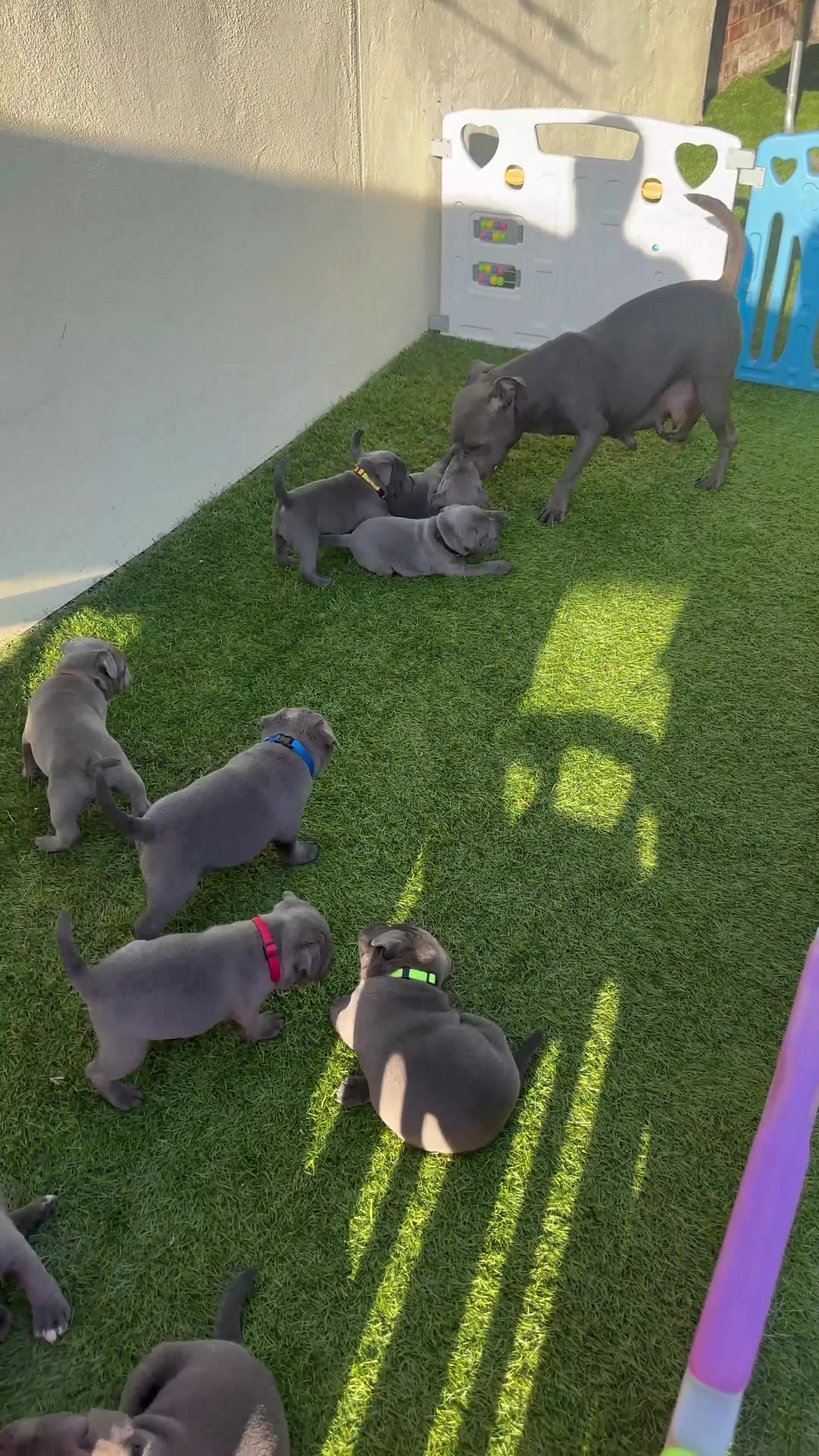 Staffordshire Bull Terrier dogs for sale: Gorgeous blue KC Staffy Pups *Champion Bloodlines* - Video 1
