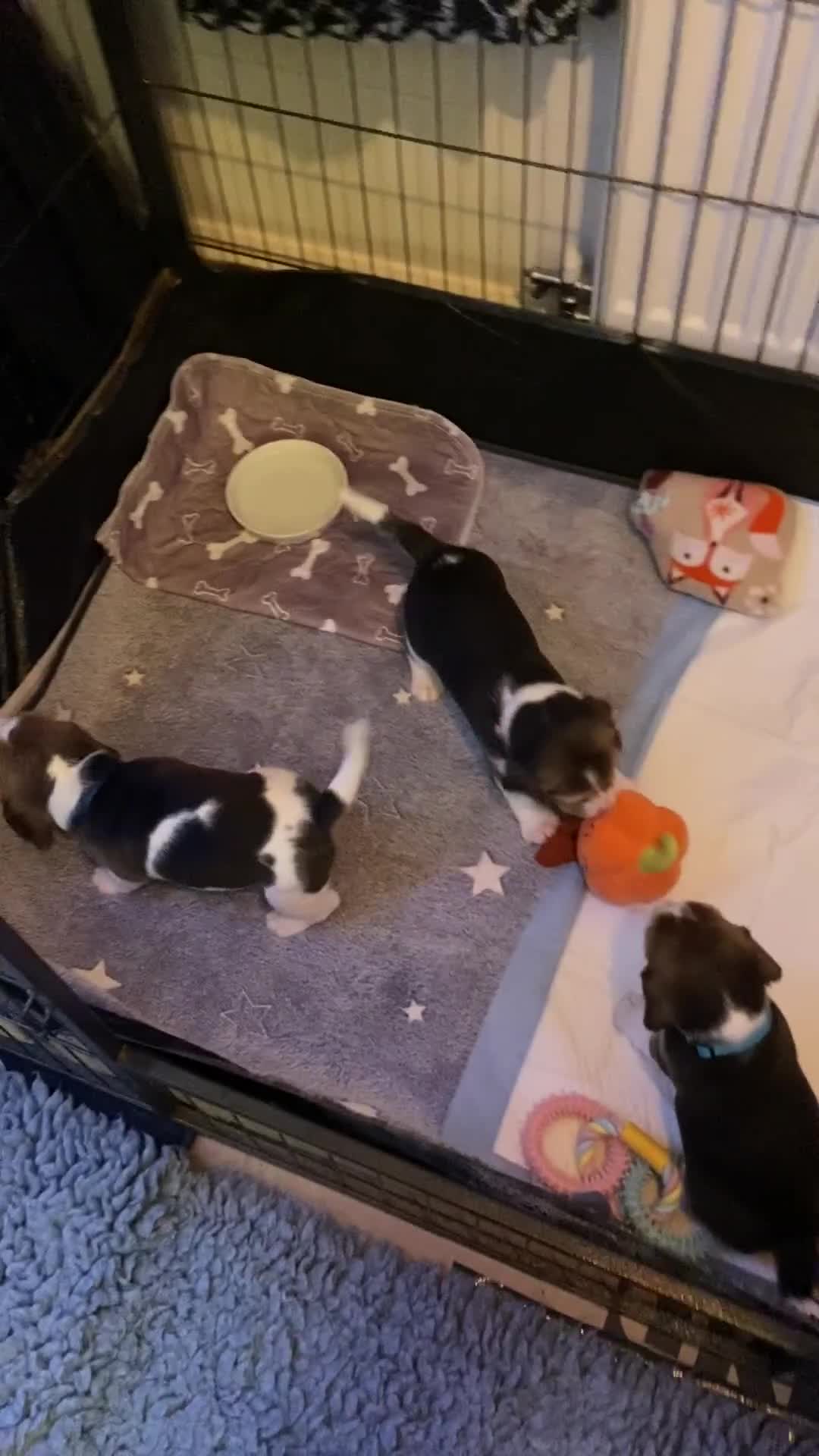 Beagle dogs for sale: KC Registered Beagle Puppies - Video 1