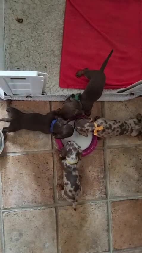 Miniature Dachshund dogs for sale: Gorgeous Mini Smooth Dachshunds Ready Now - Video 1