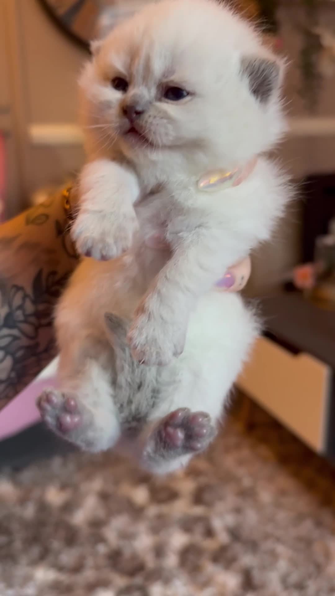 British Shorthair cats for sale: Champion line kittens 😻🥇🏆  - Video 3