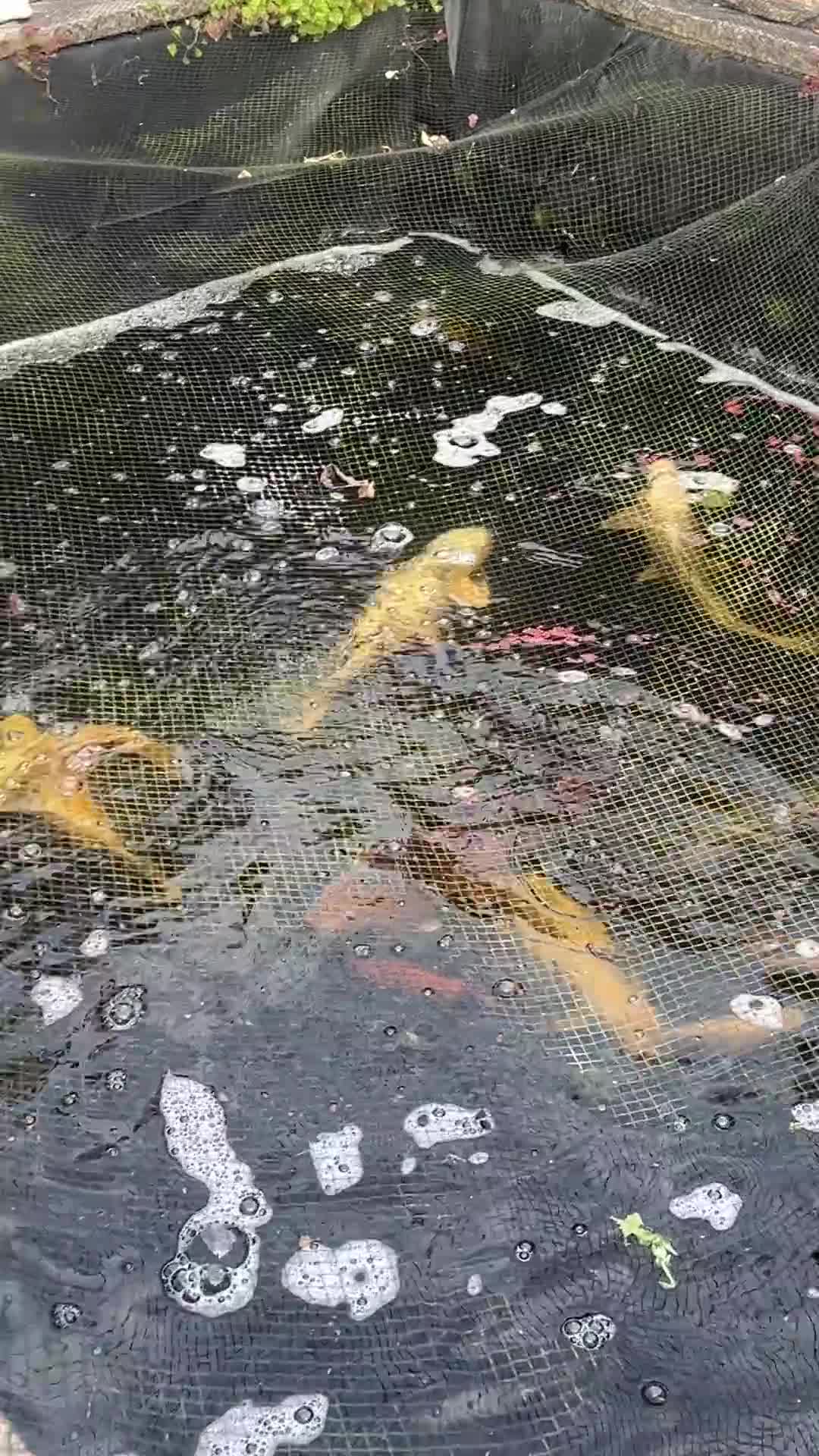 Koi Carp fish for sale: Pond fish in Southampton - Video 1