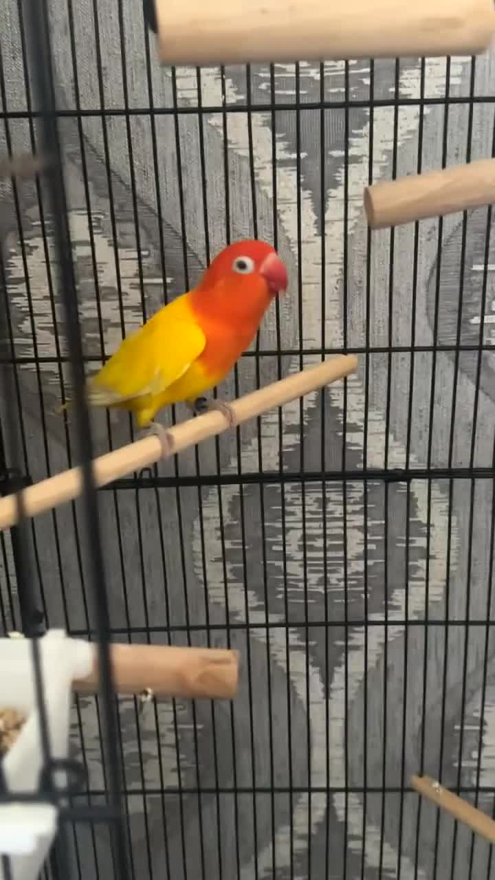 Lovebirds birds for sale: LOVEBIRD - Video 1