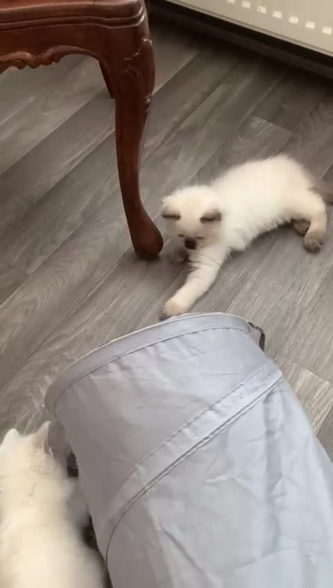 Ragdoll cats for sale: Ragdoll kittens  - Video 1