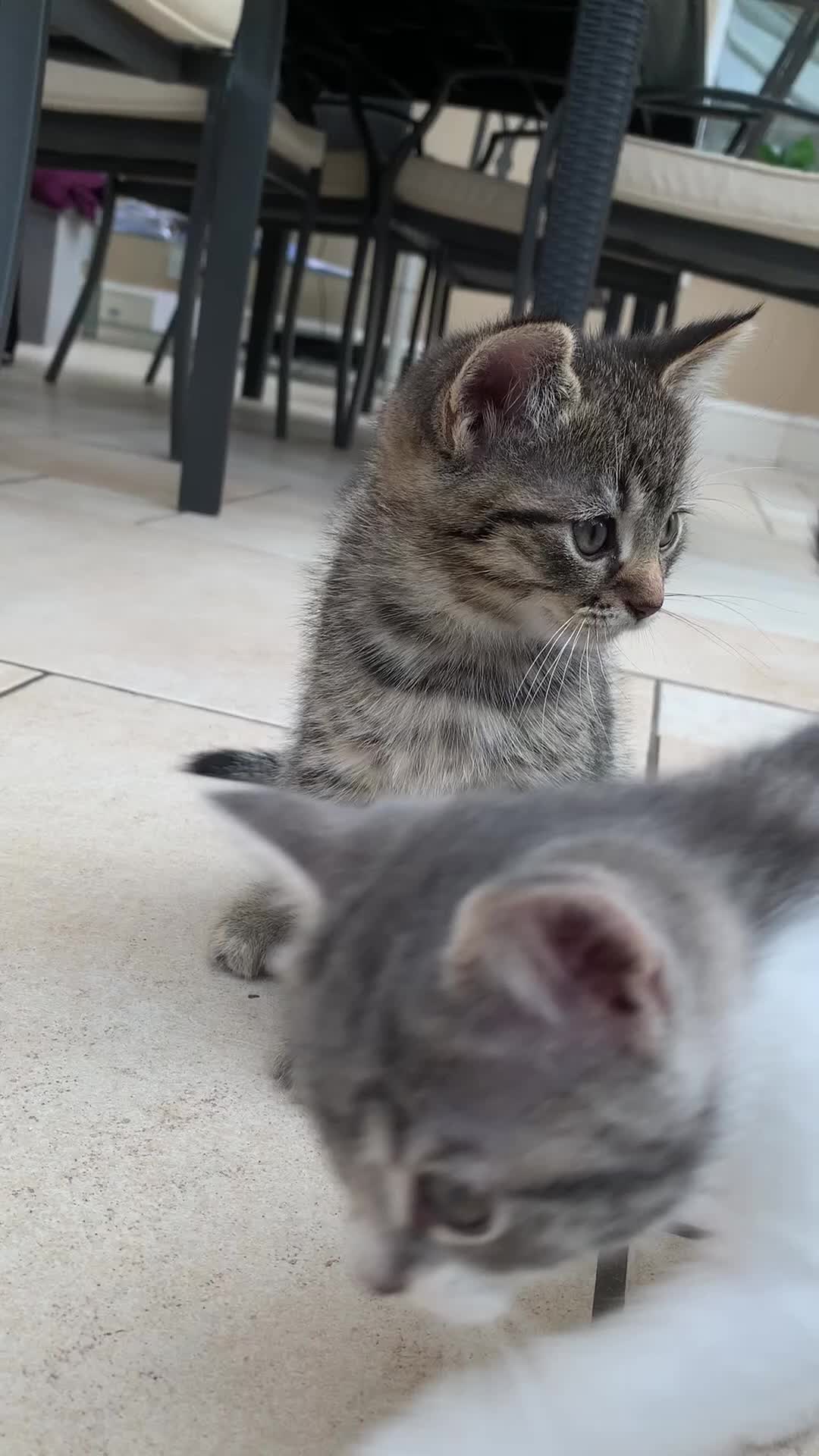 British Shorthair cats for sale: 3 British shorthair x tabby  - Video 5