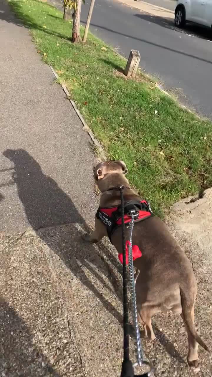 Staffordshire Bull Terrier dogs for sale: Lovely staffy comes with everything need good home - Video 1