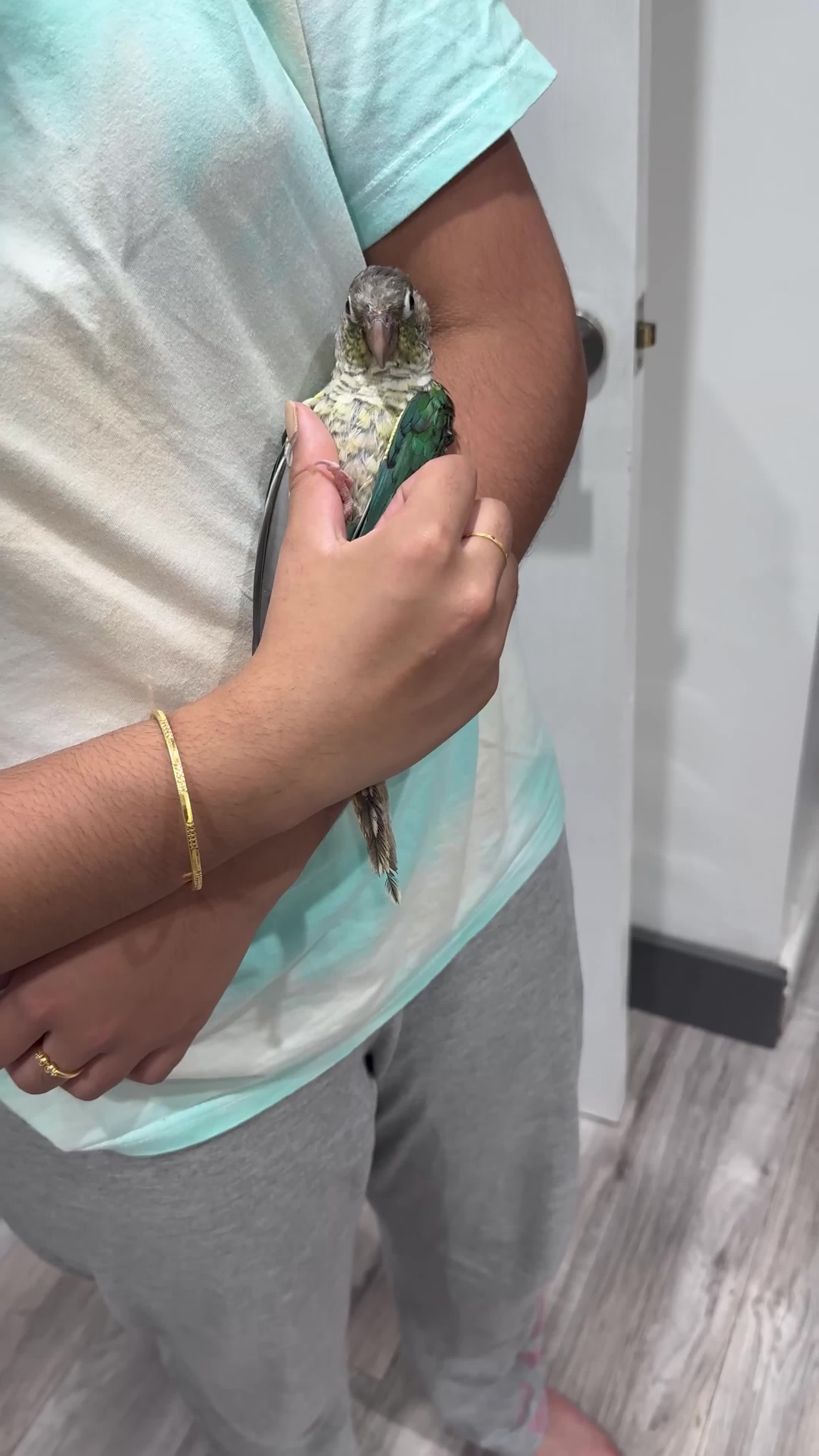 Conures birds for sale: Tamed hand-fed baby conure - Video 1