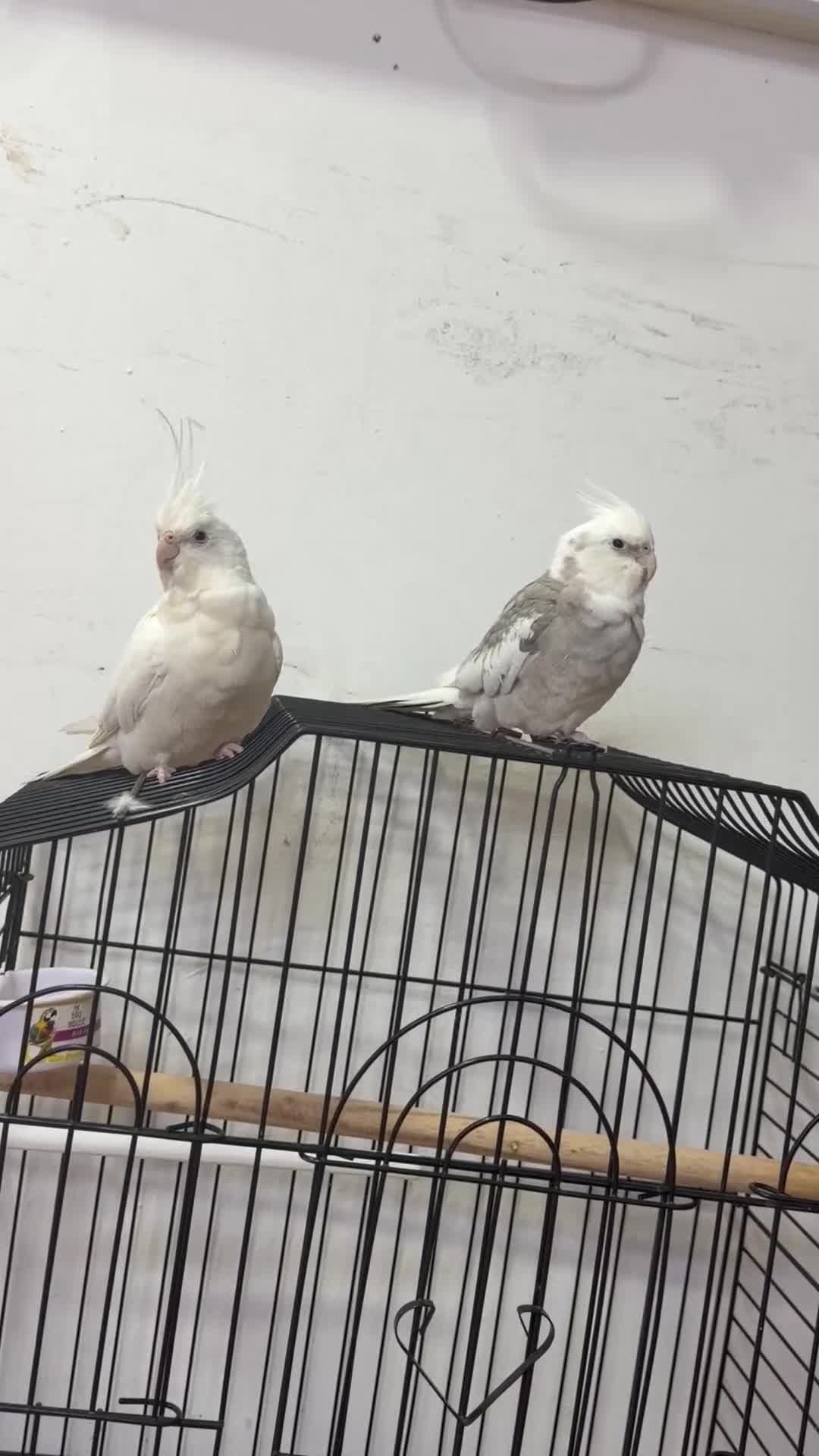 Cockatiels birds for sale:     2 Friendly Cockatiels – Male & Female in Wolverhampton - Video 1