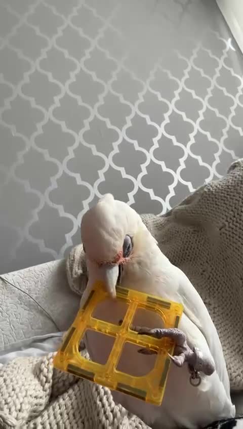 Cockatoo birds for sale: Corella cockatoo - Video 2