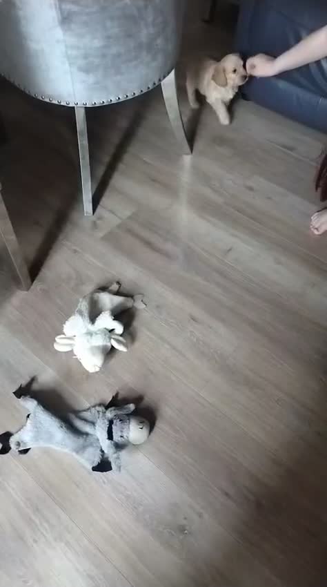 Shihpoo dogs for sale: Shipoos ready to go 1 boy 1 girl  - Video 1