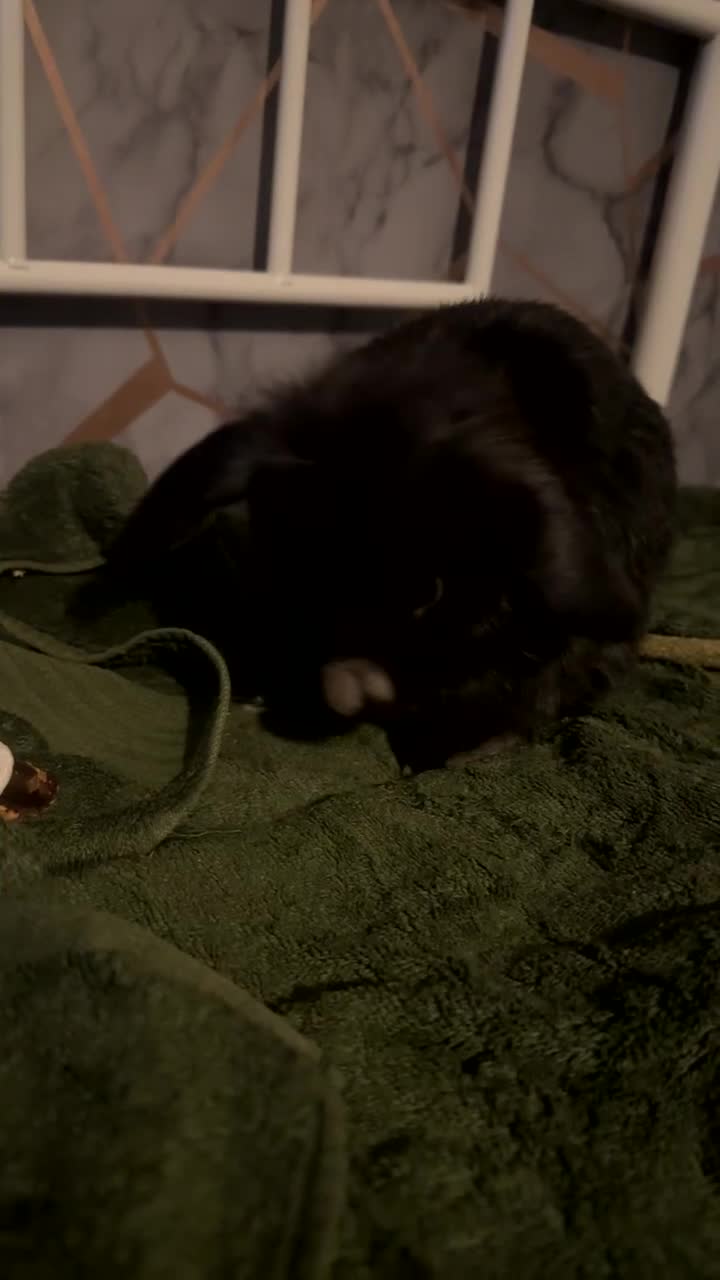 Mini Lop rabbits for sale: Mini lop black - Video 1