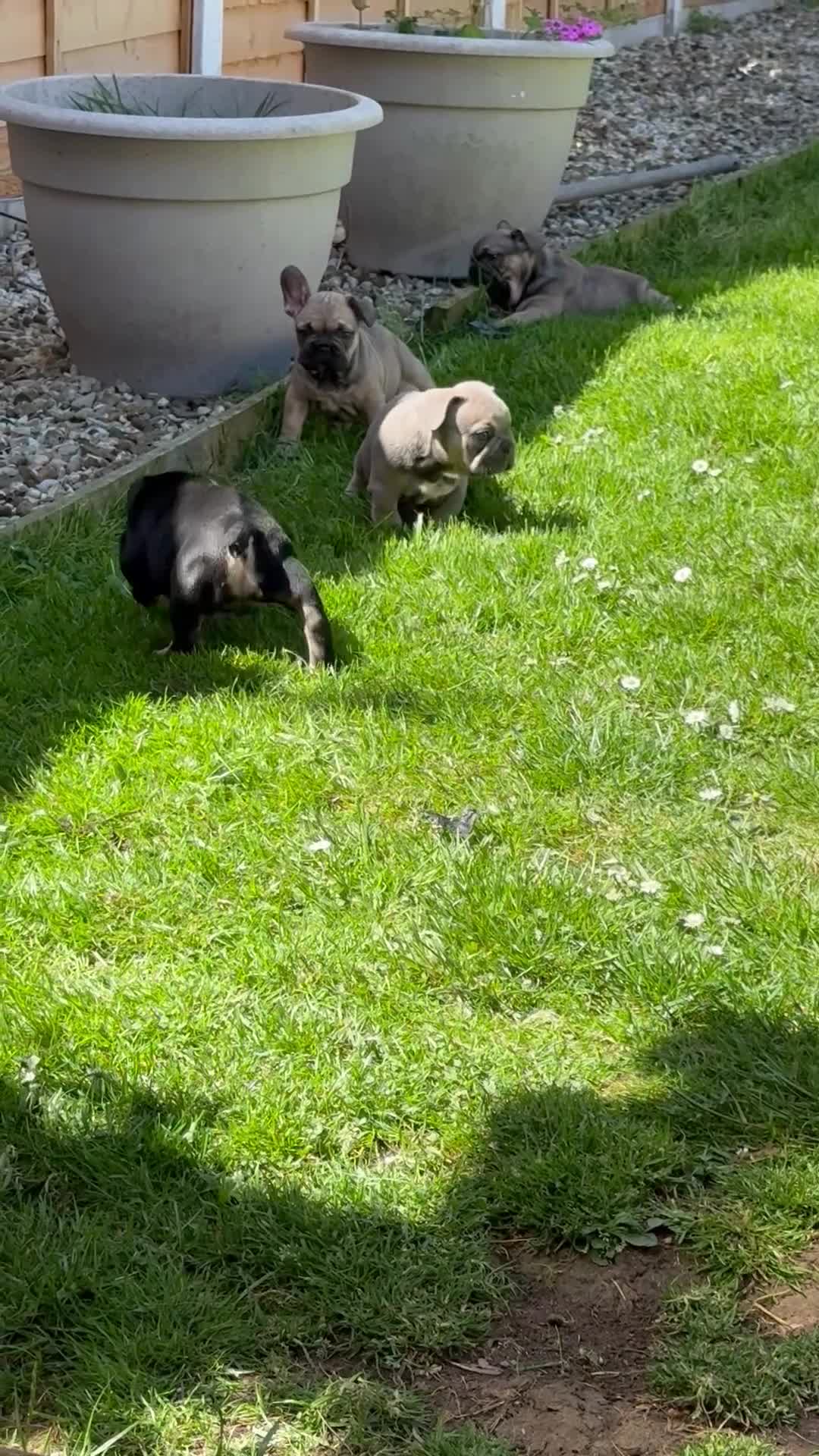 French Bulldog dogs for sale: 🔥Last 2boys French Bulldog ready to leave now🔥 - Video 5