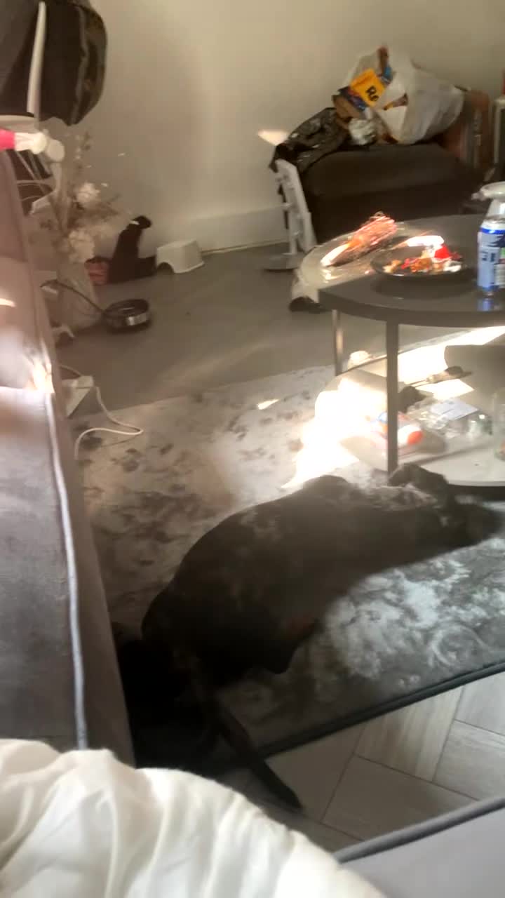 Dachshund dogs for sale: Dachshund  in Runcorn - Video 1