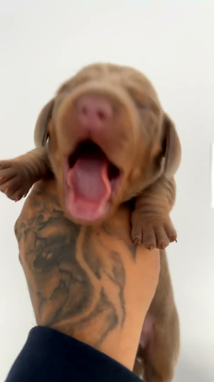 Miniature Dachshund dogs for sale: Beautiful isabella and tan miniture dachshunds  - Video 3