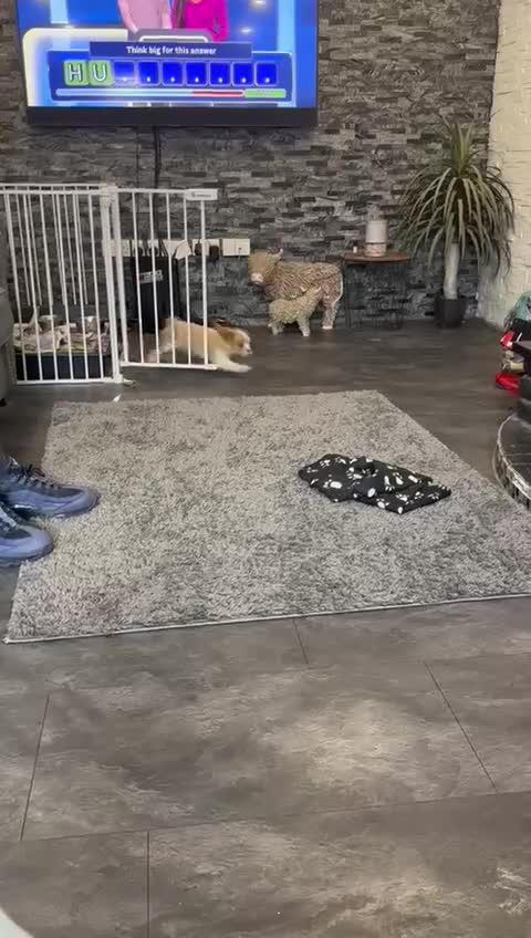 Cavalier King Charles Spaniel dogs for sale: 💫 DNA CLEAR CAVALIER KING CHARLES PUPPIES 💫  - Video 1