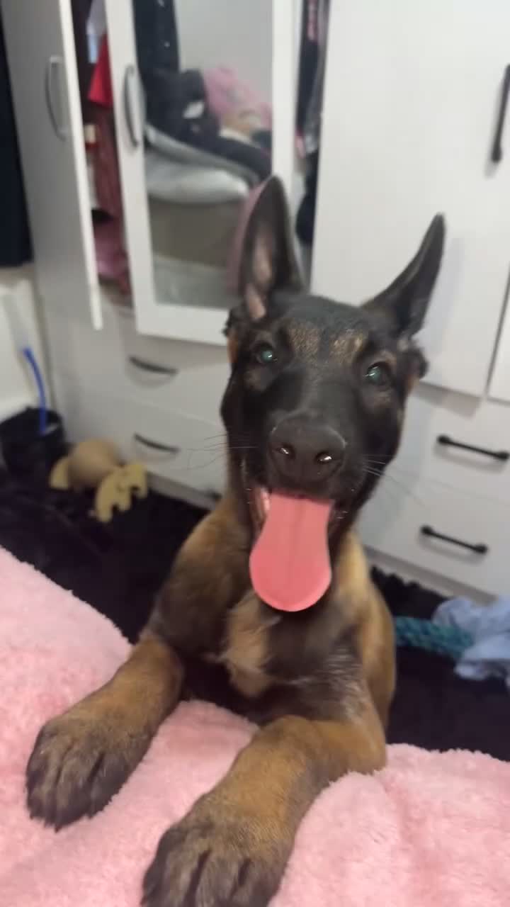 Belgian Shepherd Dog dogs for sale: 13 week old Malinois needs re homing - Video 1