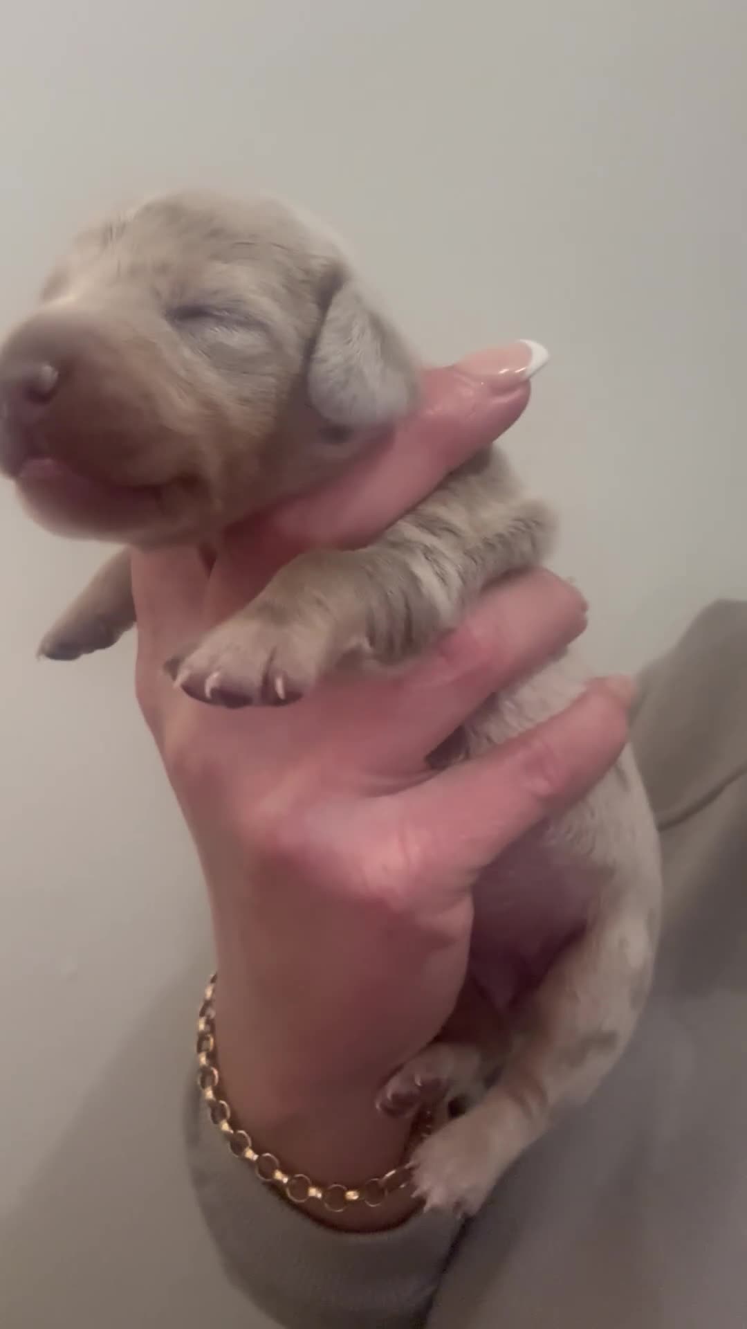 Dachshund dogs for sale: Miniature dashaund - Video 4