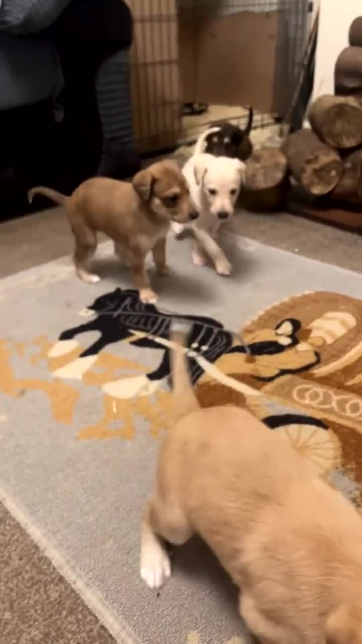 Mixed Breed dogs for sale: Lurcher Puppies for sale  - Video 1