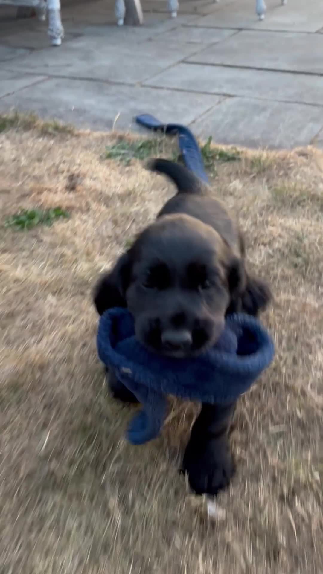 Cocker Spaniel dogs for sale: Outstanding KC reg working cocker spaniel pups - Video 1