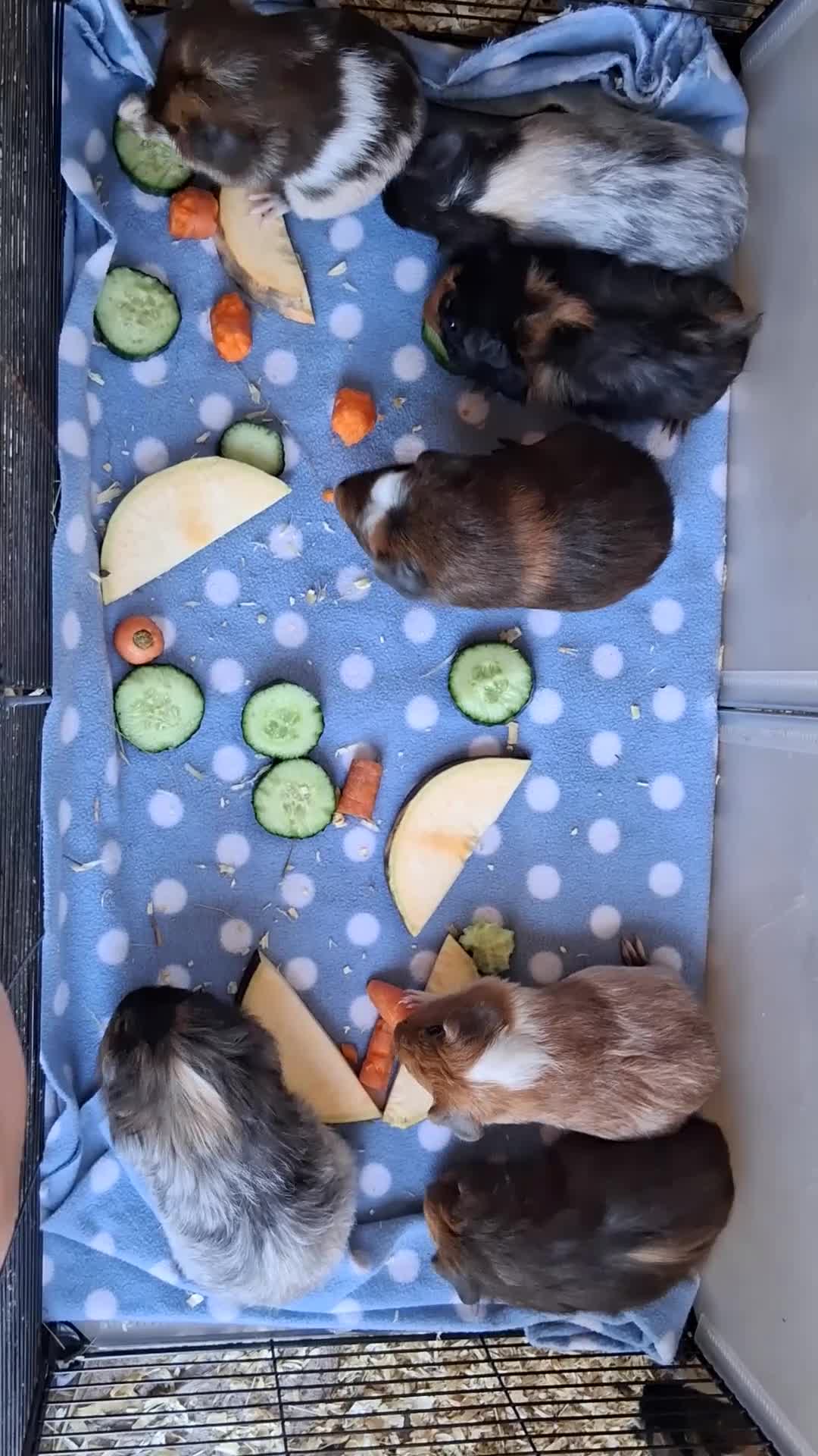Guinea Pig rodents for sale: 7 beautiful baby guinea pigs for sale - Video 2