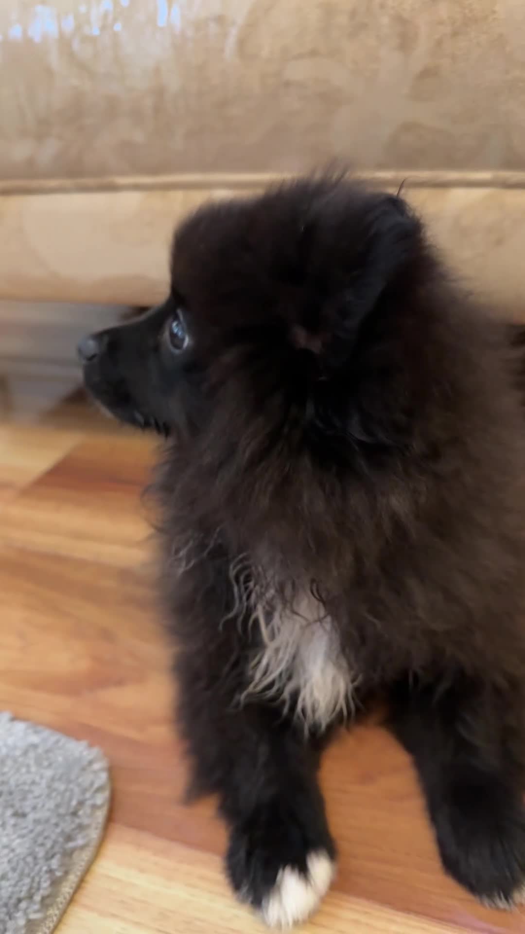 Pomeranian dogs for sale: Pomeranian puppy for sale - Video 1