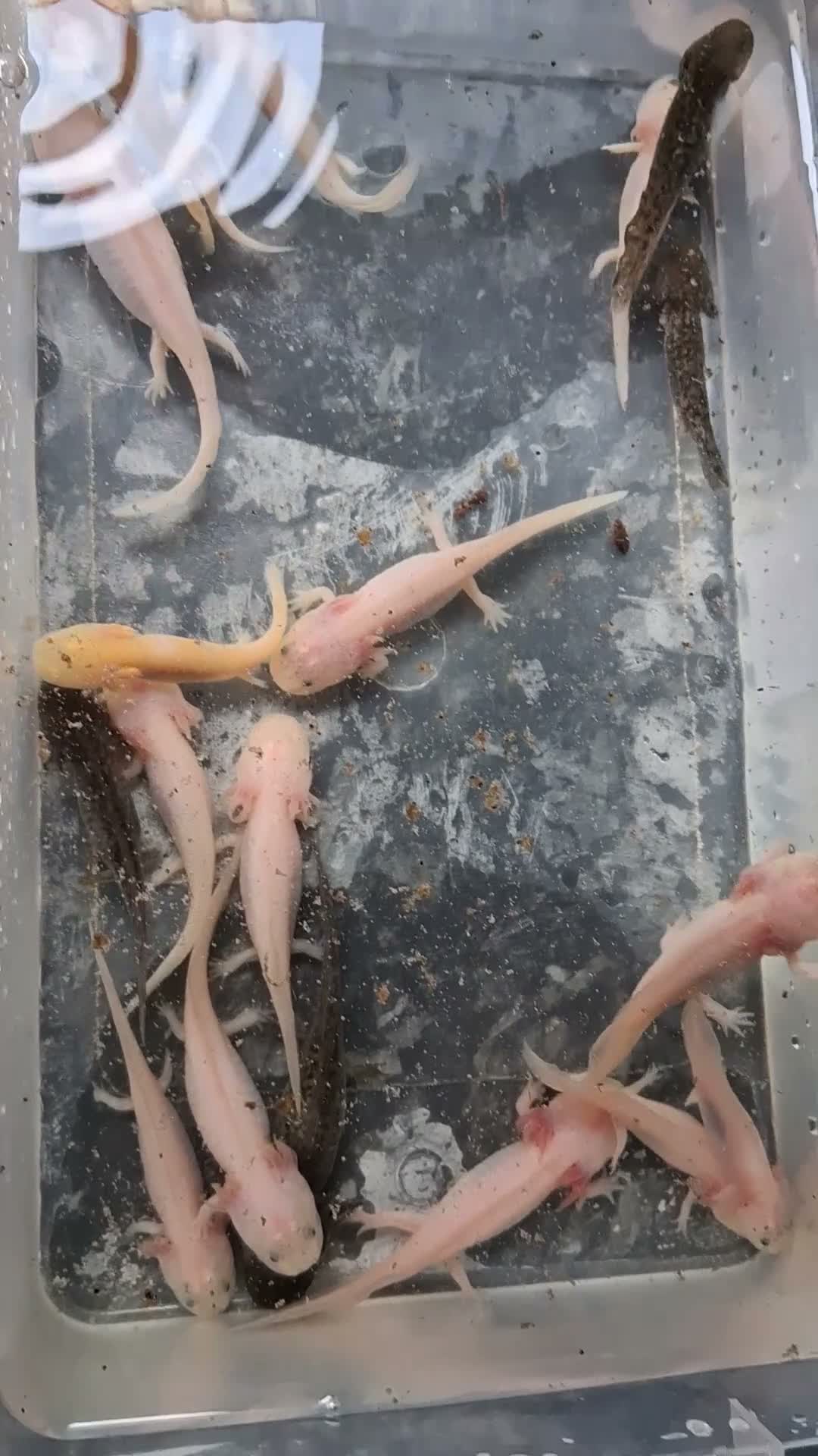 Axolotl reptiles for sale: Juvie Axolotls Asstd Colours - Pls read for prices - Video 1