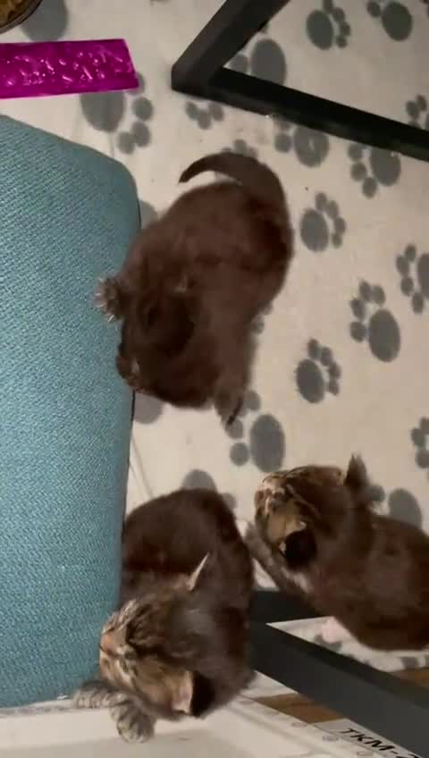 Maine Coon cats for sale: Little Maine Coon Girls Looking for Forever Homes - Video 4