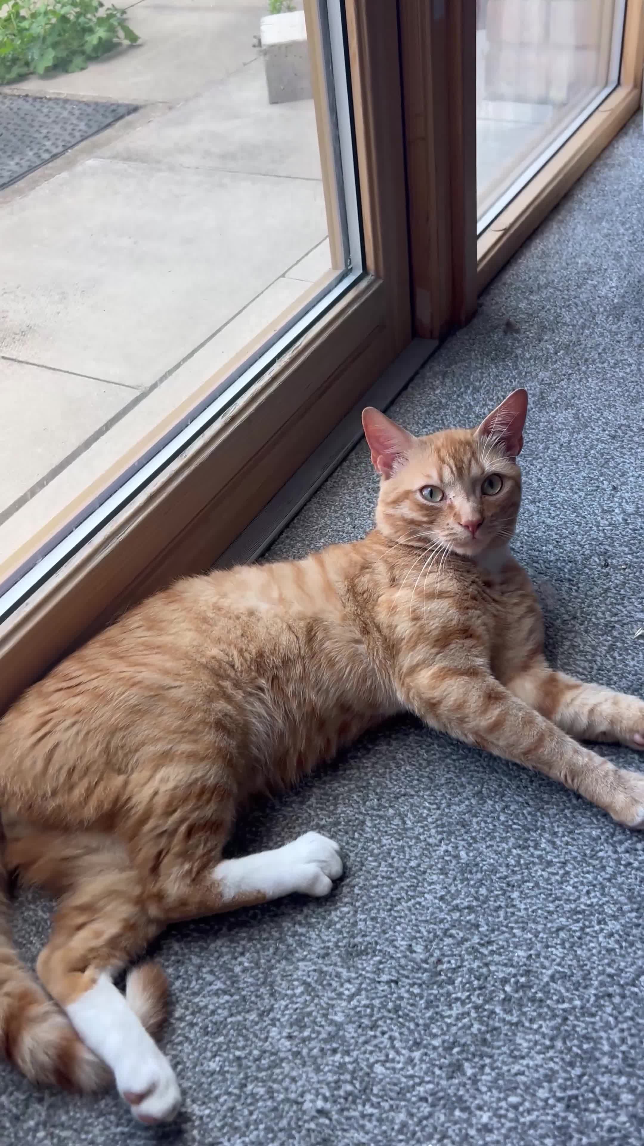 British Shorthair cats for stud: Ginger Stud Male Cat🦁 in Barking - Video 1