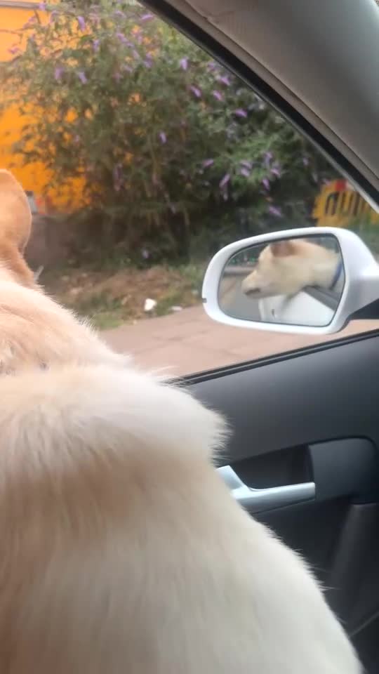 Mixed Breed dogs for sale: Blue our BFG - Video 2