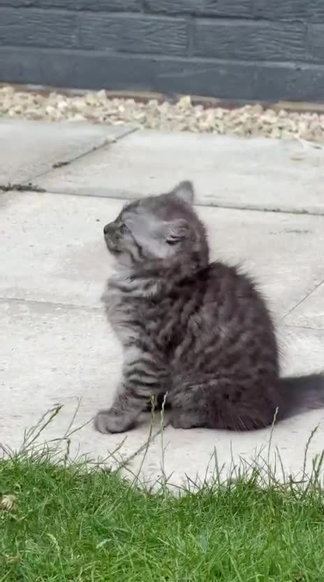 Ragdoll cats for sale: Mix breed kittens  - Video 2