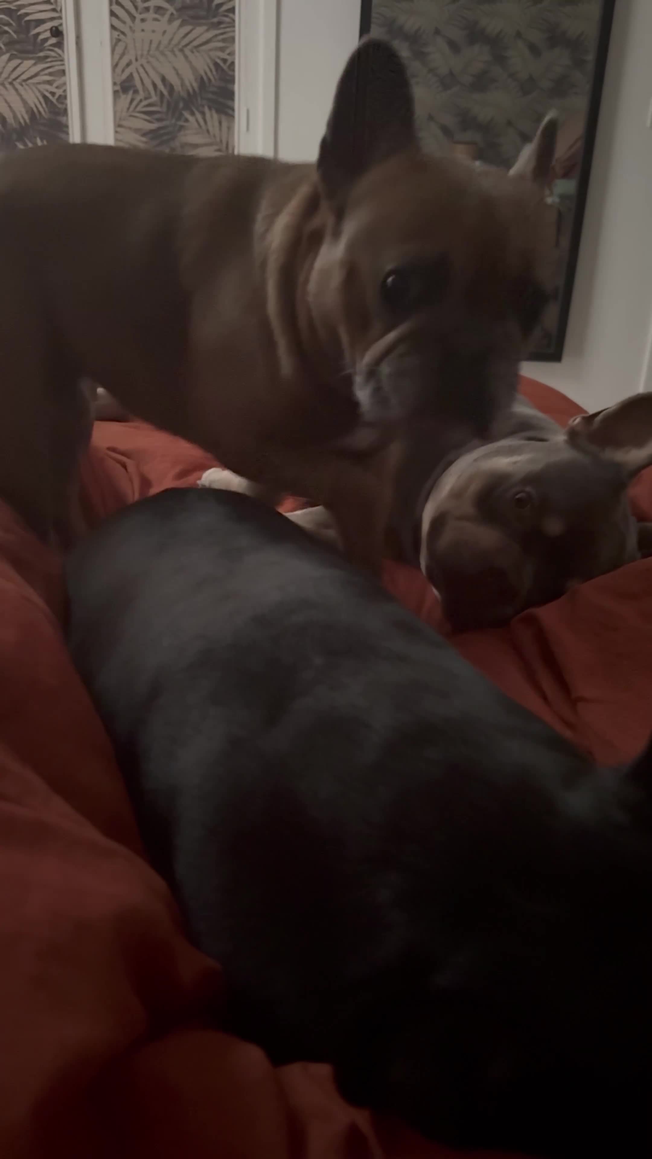 French Bulldog dogs for sale: 2yo French Bulldog  - Video 1